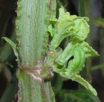 Salvia divinorum - 3er Trieb