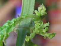 Salvia divinorum - 5 branches