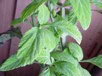 Salvia divinorum - Cutting developing into a plant 1