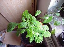 Salvia divinorum - Cutting developing into a plant 2