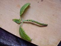 Salvia divinorum - Cutting developing into a plant 3