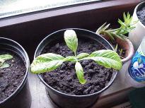 Salvia divinorum - Cutting developing into a plant 4