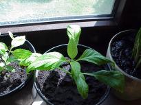 Salvia divinorum - Cutting developing into a plant 5