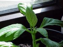 Salvia divinorum - Cutting developing into a plant 6