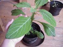 Salvia divinorum - Cutting developing into a plant 7