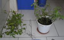 Salvia divinorum - Duplication Session 1