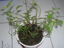Salvia divinorum - Duplication Session 2