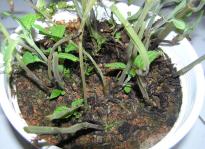 Salvia divinorum - Duplication Session 4