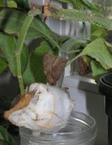 Salvia divinorum - Jiffy Cutting 1