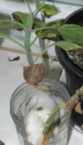 Salvia divinorum - Jiffy Cutting 2