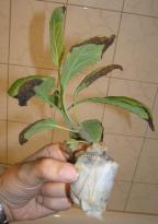 Salvia divinorum - Jiffy Cutting 4