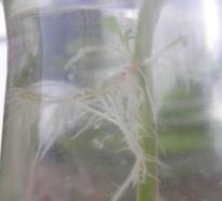 Salvia divinorum - New roots 1
