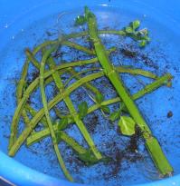 Salvia divinorum - Wurzelbildung an alten Stammstckchen 1