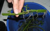 Salvia divinorum - Wurzelbildung an alten Stammstckchen 2