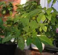 Salvia divinorum - Balcony 1