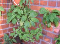 Salvia divinorum - Balcony 2