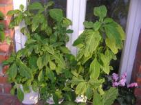 Salvia divinorum - Balcony 3