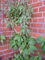 Salvia divinorum - Balcony 5