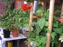 Salvia divinorum - Balcony 6