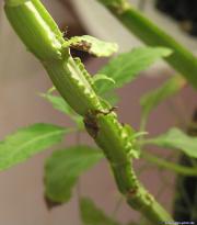 Salvia divinorum - Waving Stem 2