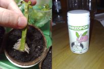 Salvia divinorum - Cutting with Rhizopon