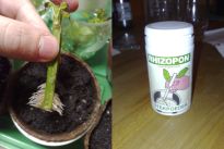 Salvia divinorum - Steckling mit Rhizopon