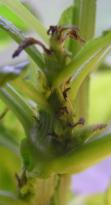 Salvia divinorum - Growing Tips