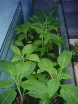 Salvia divinorum - Josy 1