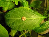 Salvia divinorum - Fat Leaf