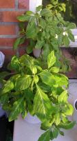 Salvia divinorum - Outdoor Salvia 2