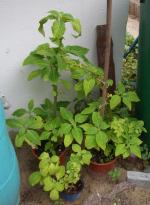 Salvia divinorum - Outdoor in the garden