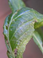 Salvia divinorum - Aphids 1