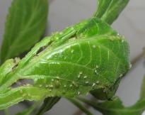 Salvia divinorum - Blattluse 2