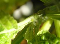 Salvia divinorum - Blattluse 3