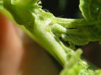 Salvia divinorum - Blattluse 4