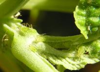 Salvia divinorum - Blattluse 5