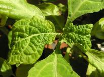 Salvia divinorum - Blattluse 6