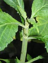 Salvia divinorum - Blattluse 7