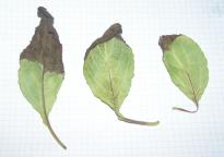 Salvia divinorum - Brown leaf stem 1