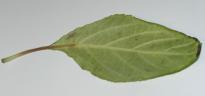Salvia divinorum - Brauner Blattstngel 2