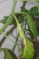 Salvia divinorum - Brauner Blattstngel 3
