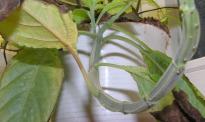 Salvia divinorum - Brauner Blattstngel 5