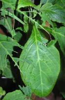 Salvia divinorum - Raupen 1