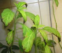 Salvia divinorum - Neue Lampe 1