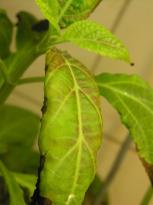 Salvia divinorum - Neue Lampe 3