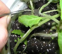 Salvia divinorum - Abgefallene Bltter entfernen