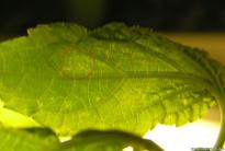 Salvia divinorum - Spidermites place of lunch