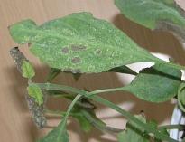 Salvia divinorum - Heavy Spidermite Attack 4