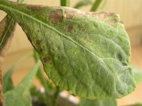 Salvia divinorum - Heavy Spidermite Attack 5