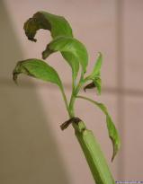 Salvia divinorum - Stammfule #1 - Bild 2
